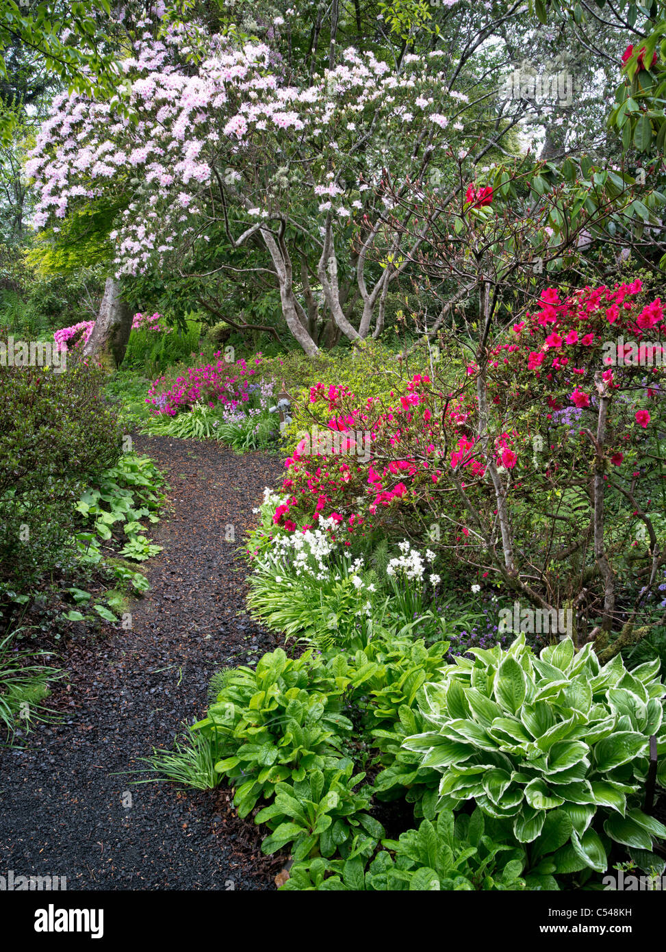 Camino del jardín y plantas en flor. El Connie Hansen jardín. Lincoln City, Oregon Foto de stock