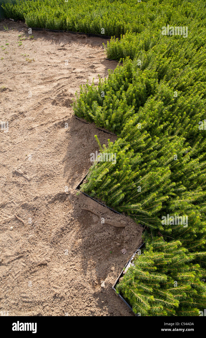 Inventario de árboles de picea ( picea abies ) de vivero en cajas de transporte listas para ser plantadas , Finlandia Foto de stock