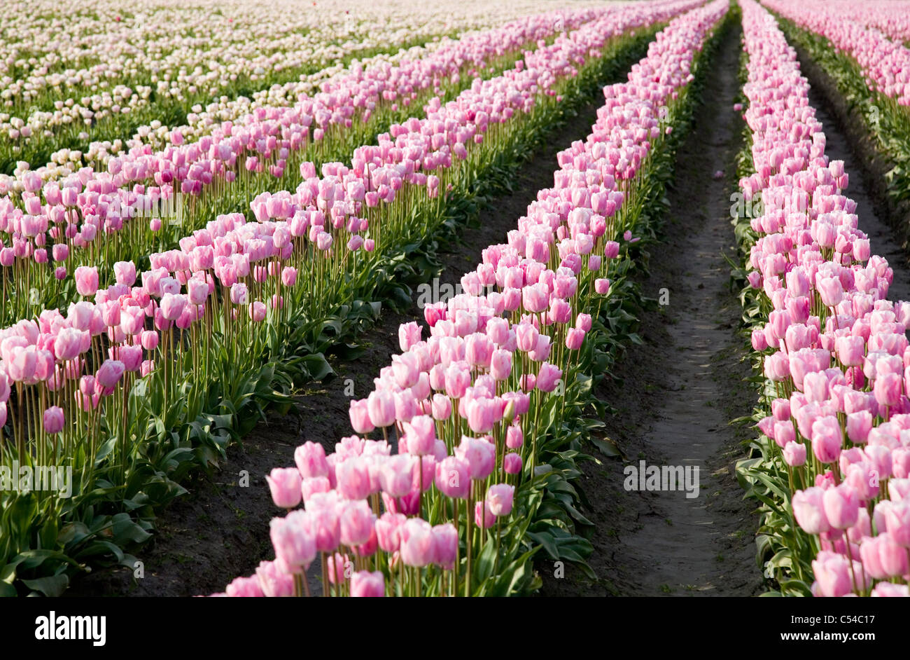 Tulipanes rosados en la granja para fondo de campo Foto de stock