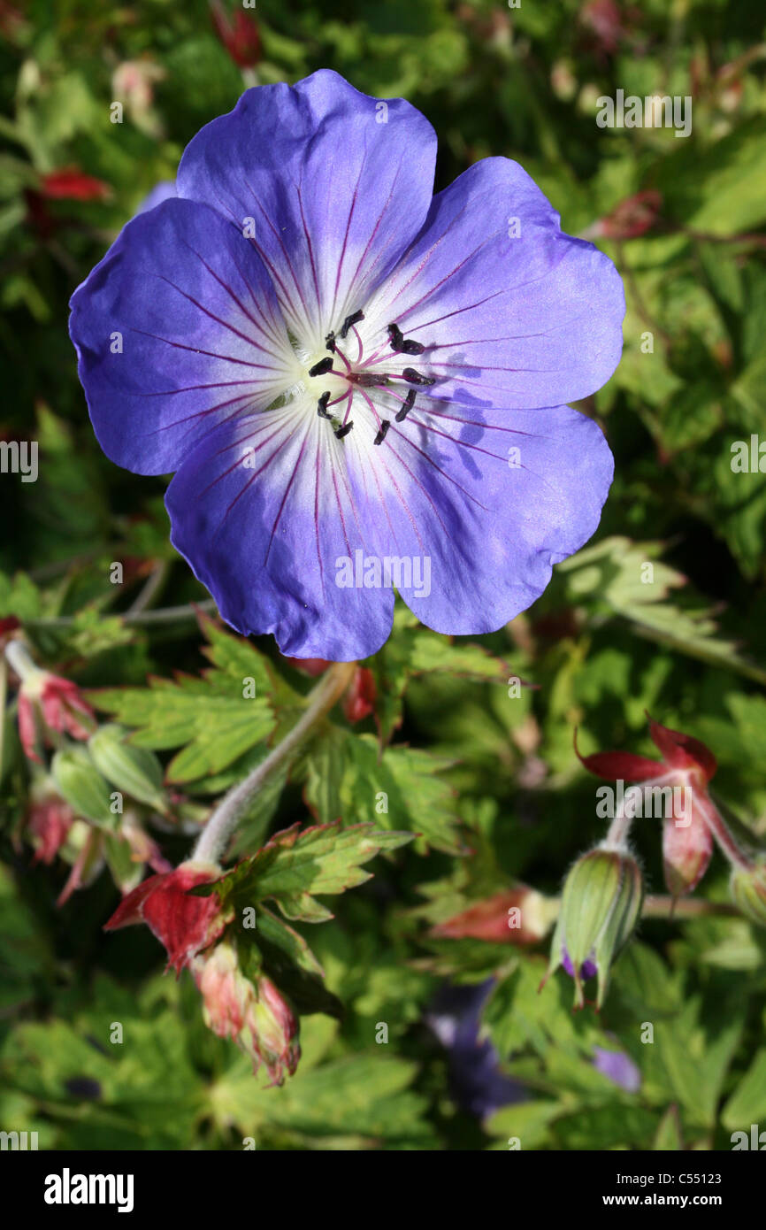 Purple Cranesbill Geranium "Jolly Bee' Foto de stock