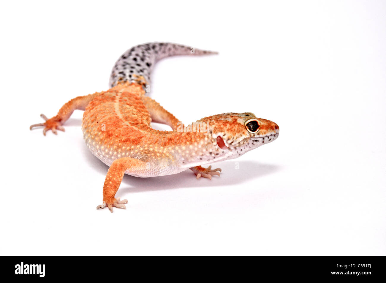 Los africanos (Fat tailed) Gecko Foto de stock