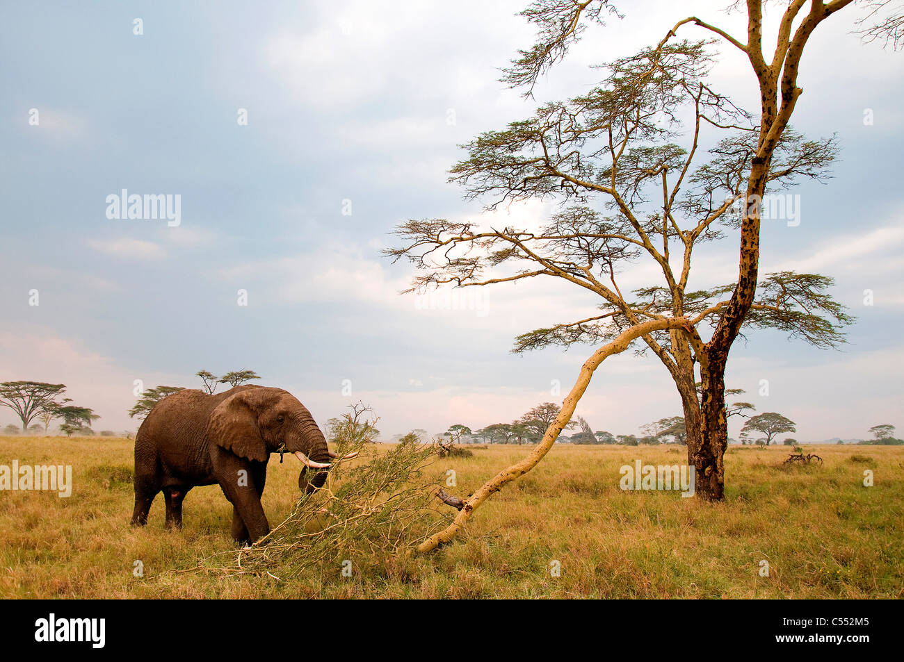 Elefante africano (Loxodonta africana), el pastoreo en un bosque, Parque Nacional del Serengeti, Tanzania Foto de stock