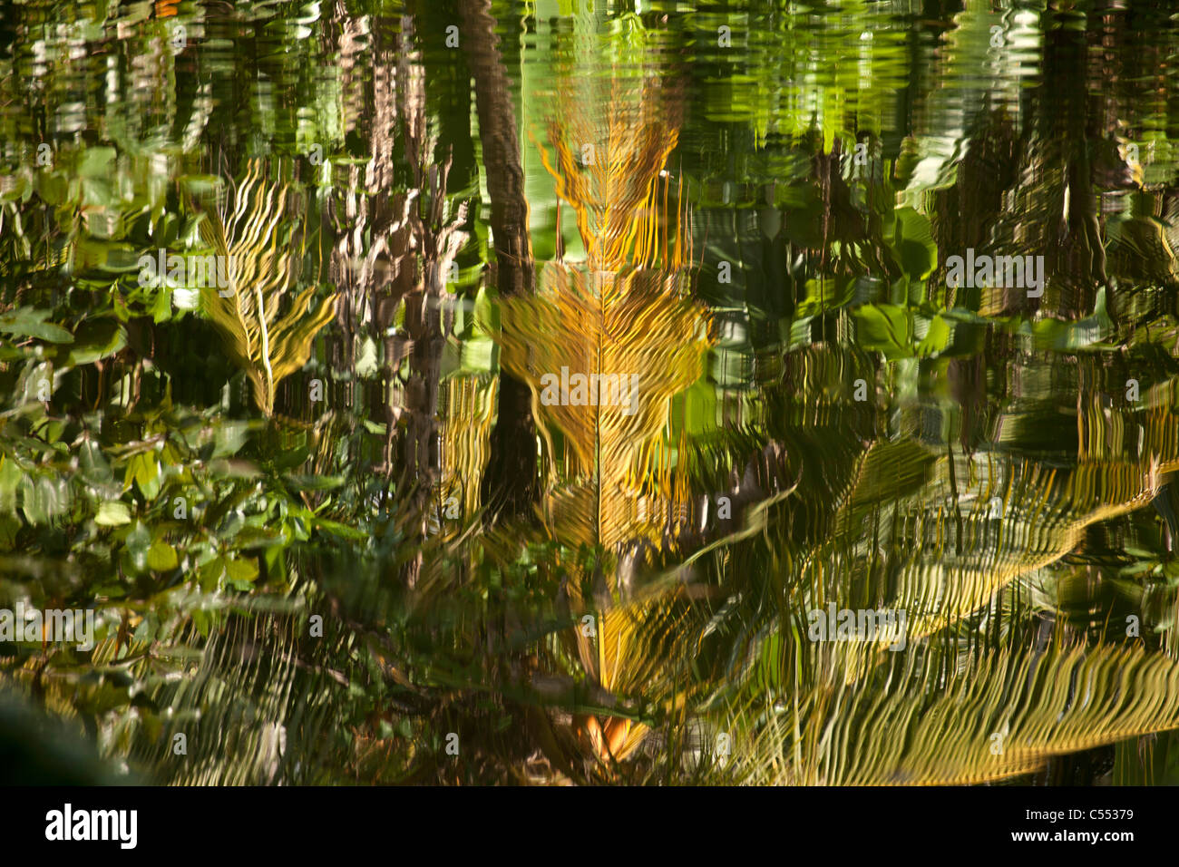 La vegetación tropical se refleja en un río cerca de Mirissa, Sri Lanka Foto de stock