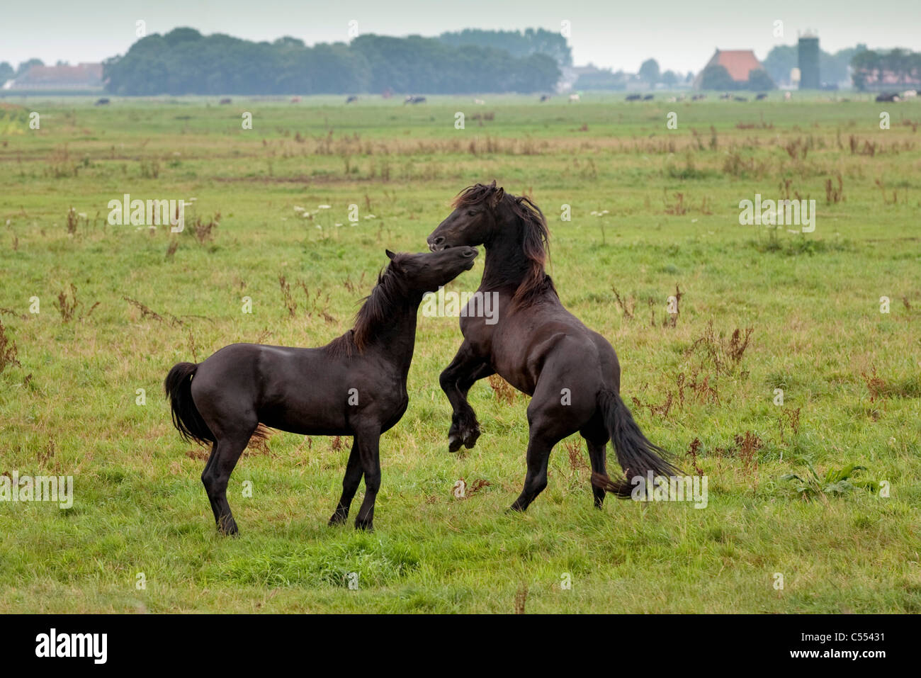 Los Países Bajos, Woudsend, joven Friesian caballos. Foto de stock