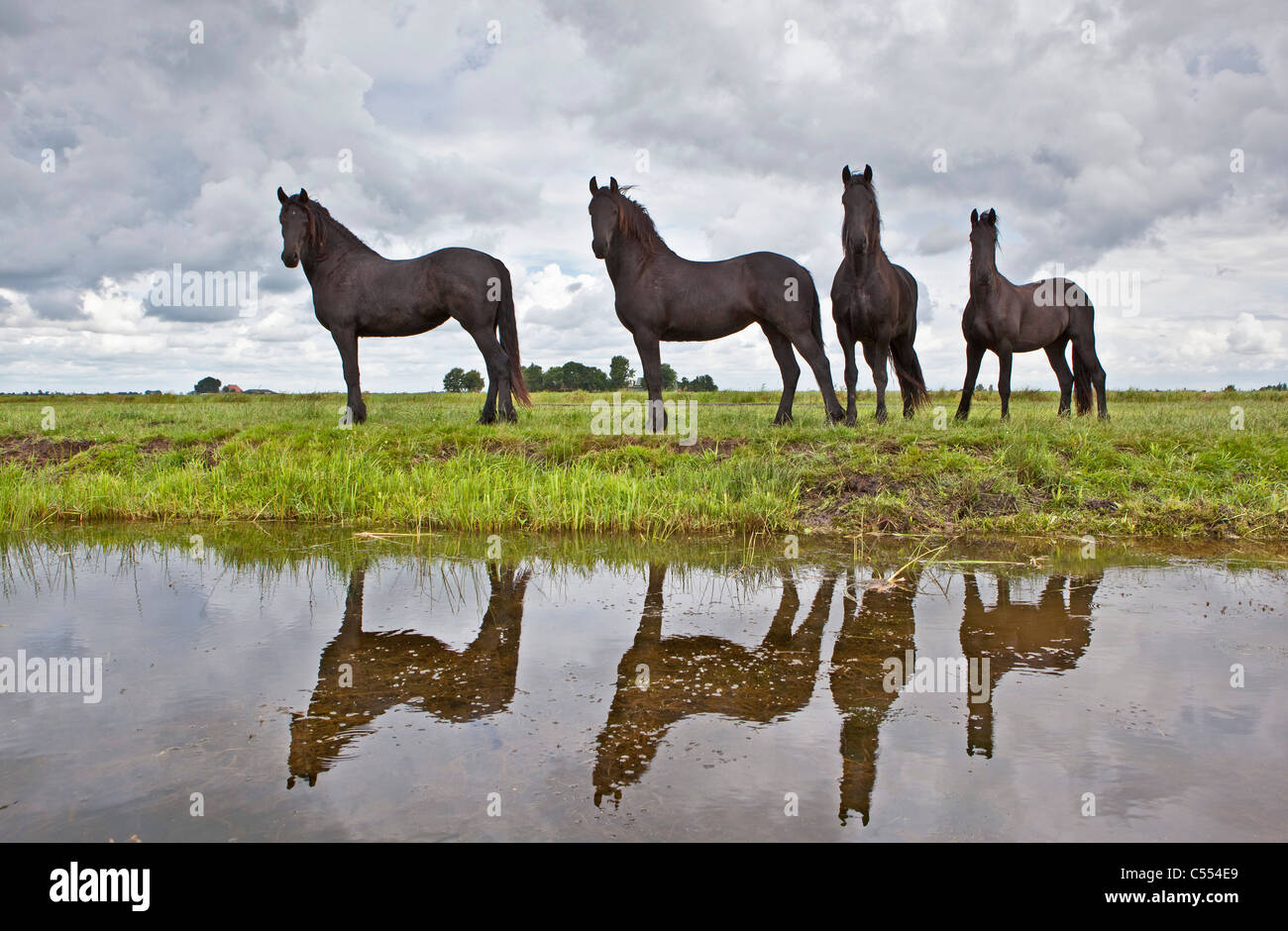 Los Países Bajos, Lemmer, jóvenes caballos de Frisia. Foto de stock