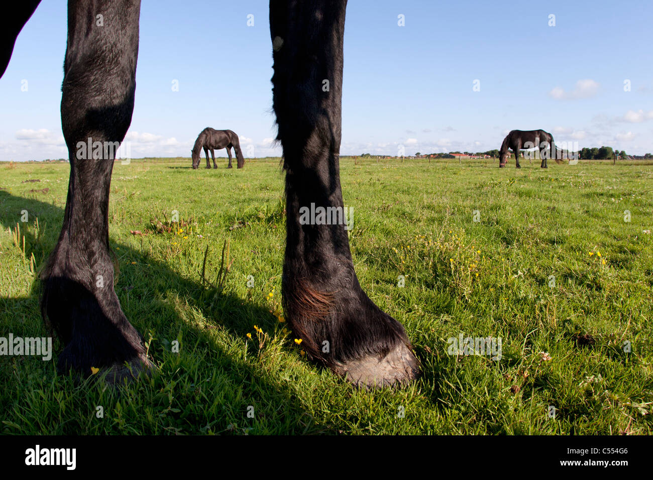 Los Países Bajos, Buren en Ameland, isla que pertenece a las islas del Mar de Wadden. Sitio de Patrimonio Mundial de la Unesco. El frisón caballos. Foto de stock