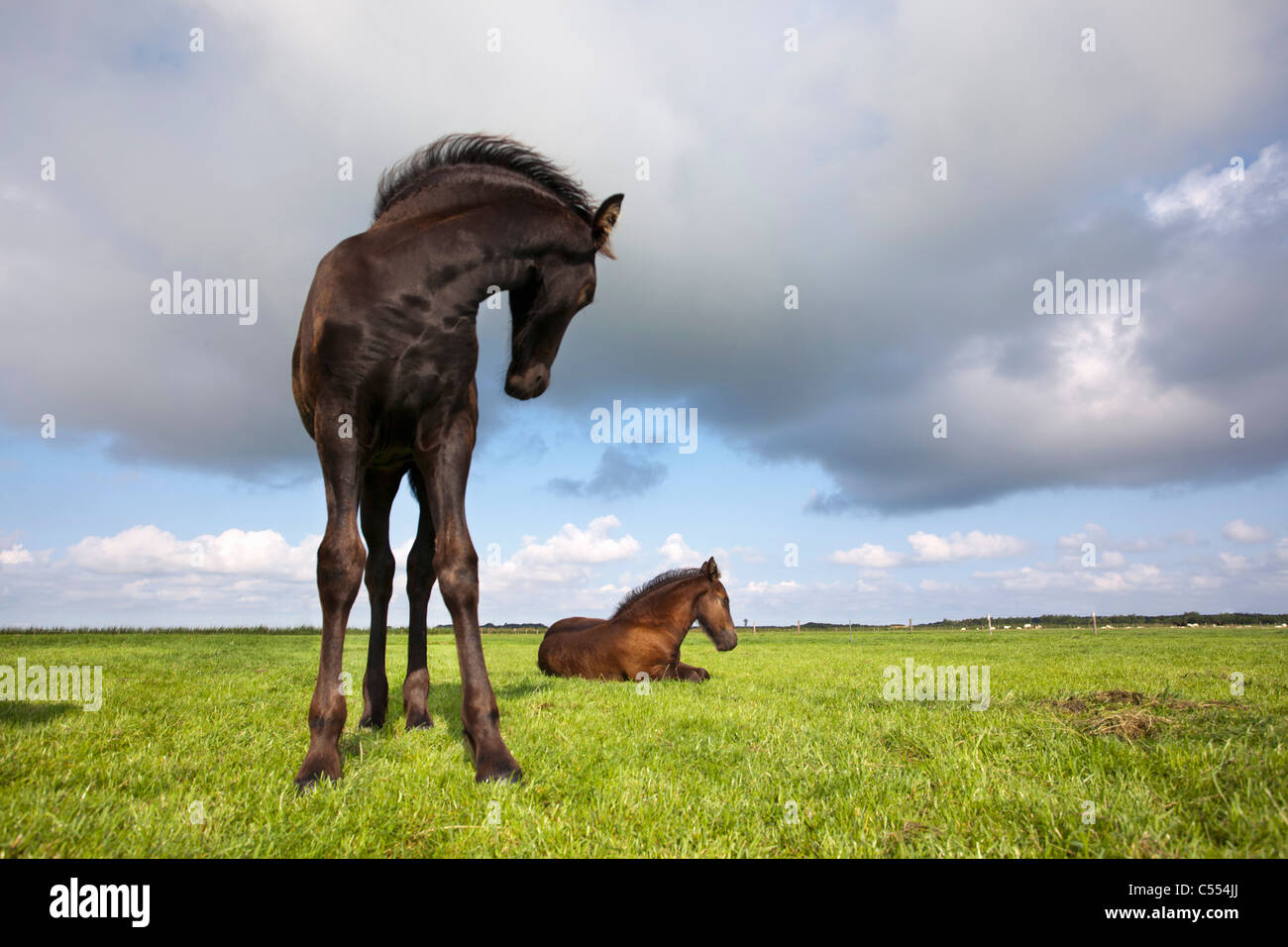 Holanda, Buren en Ameland, isla que pertenece a las islas del Mar de Wadden. Sitio de Patrimonio Mundial de la Unesco. El frisón caballos, madre, joven. Foto de stock