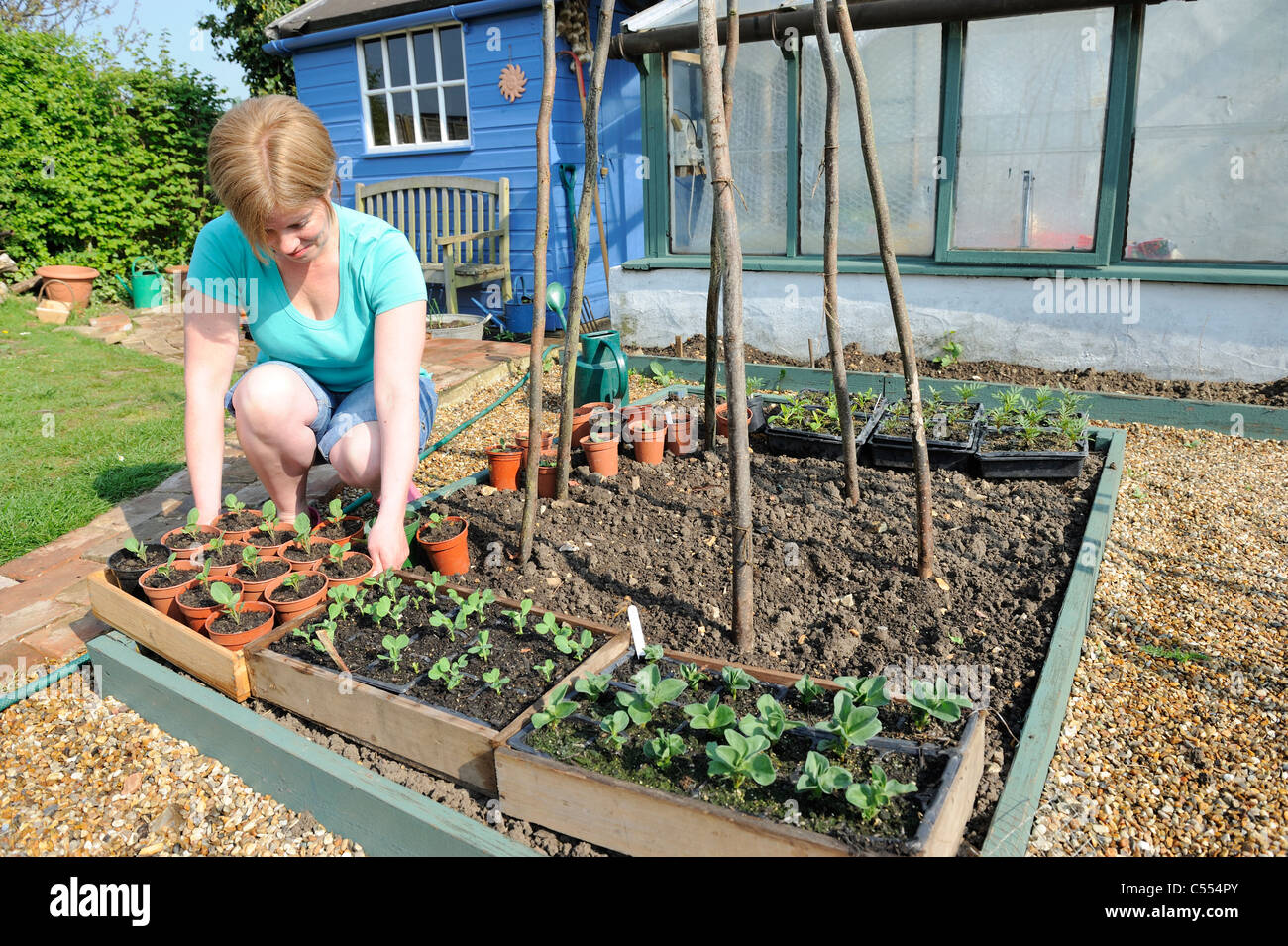 Endurecimiento de plantas, mujer jardinero colocando las bandejas de plantas fuera de aclimatación antes de la siembra, Norfolk, Inglaterra, Abril Foto de stock