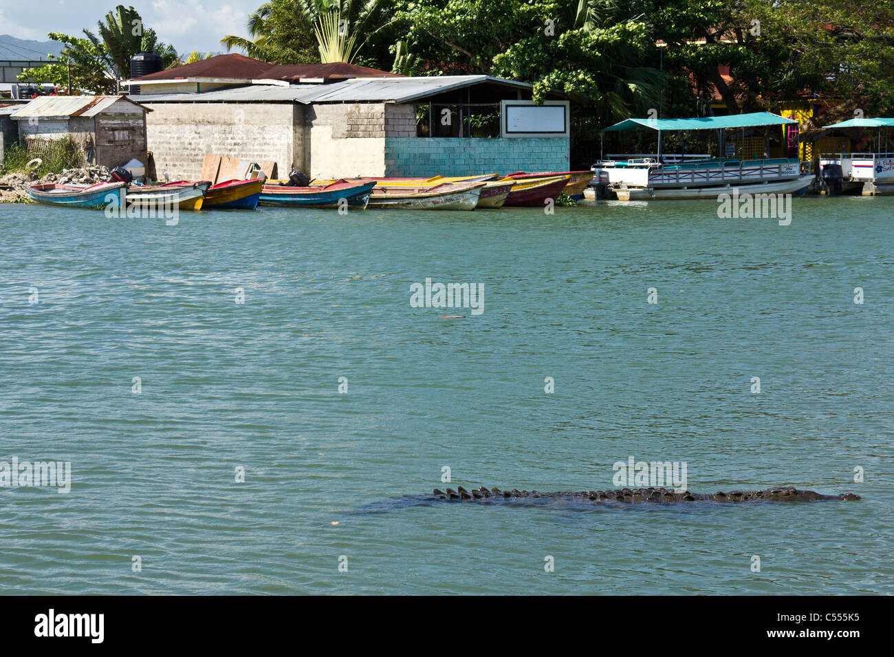 Río Negro en Jamaica Foto de stock