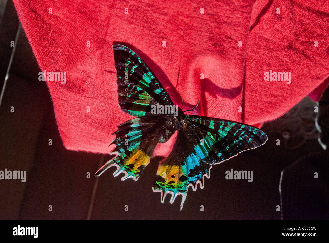 Lepidoptera, Polilla alas (Urania Ripheus) Foto de stock
