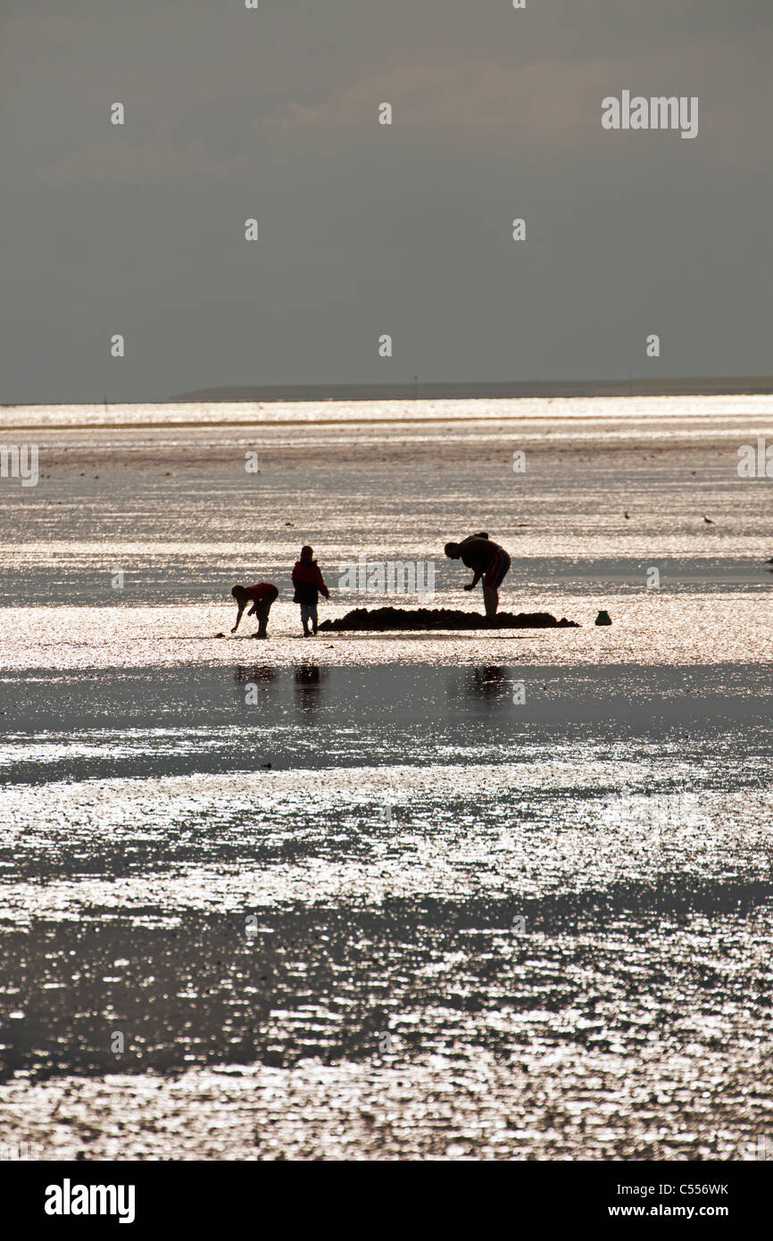 Los Países Bajos, nes, isla de Ameland, perteneciente a las islas del Mar de Wadden. Hombre y niños buscando gusanos de pesca. Foto de stock