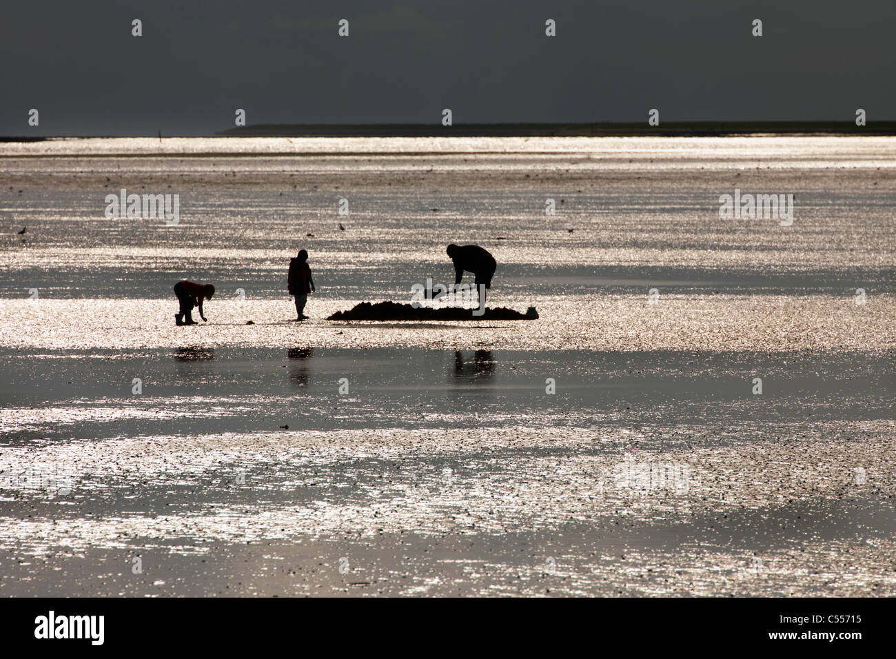 Los Países Bajos, nes, isla de Ameland, perteneciente a las islas del Mar de Wadden. Hombre y niños buscando gusanos de pesca. Foto de stock