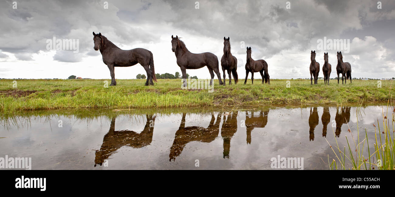 Los Países Bajos, Lemmer, joven Friesian caballos. Foto de stock