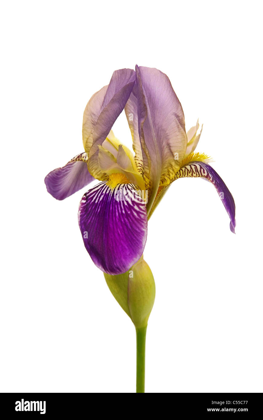 - Iris freigestellt Schwertlilie aislado 02 Foto de stock