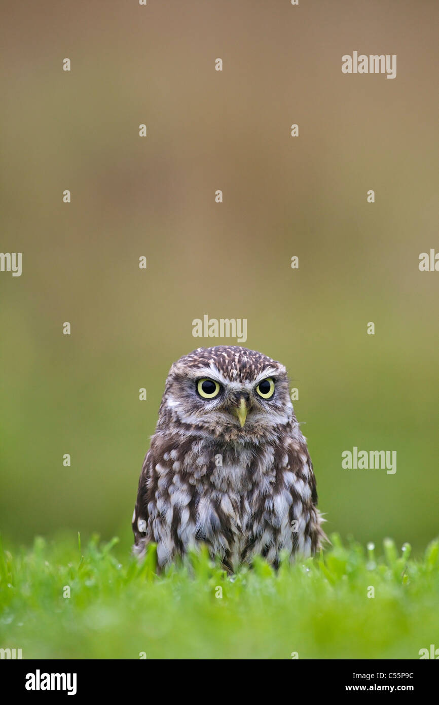 Cerca de un pequeño búho (Athene noctua) en un campo, Gloucestershire, Inglaterra Foto de stock