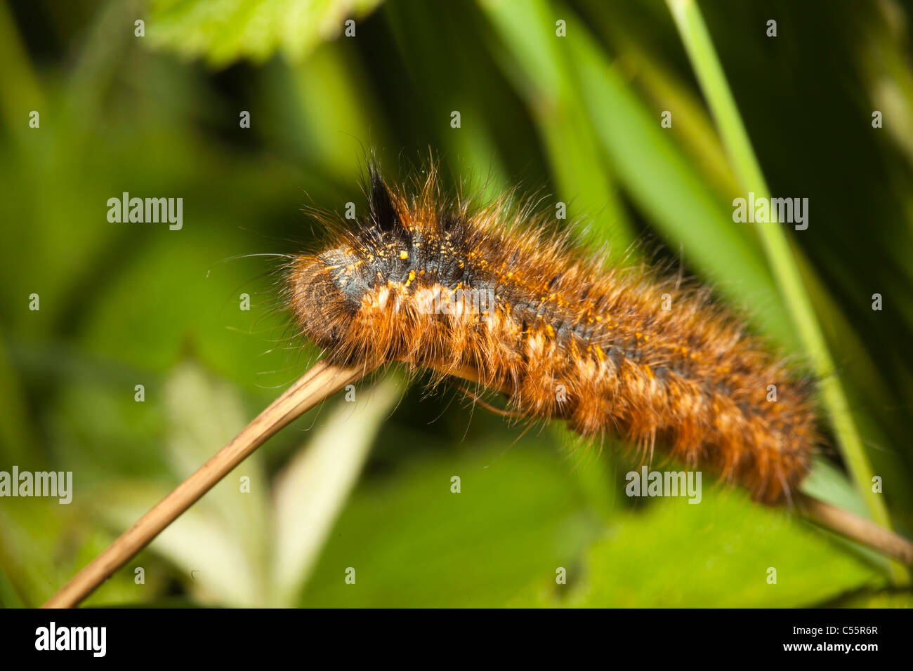 Los Países Bajos, el Loon op Zand, Parque Nacional de marca. Catterpillar. Foto de stock