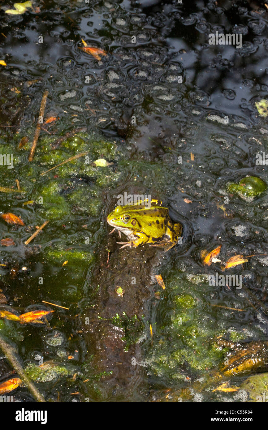 Los Países Bajos, el Loon op Zand, Parque Nacional de marca. Ranas comestibles, Pelophylax kl. esculentus. Foto de stock