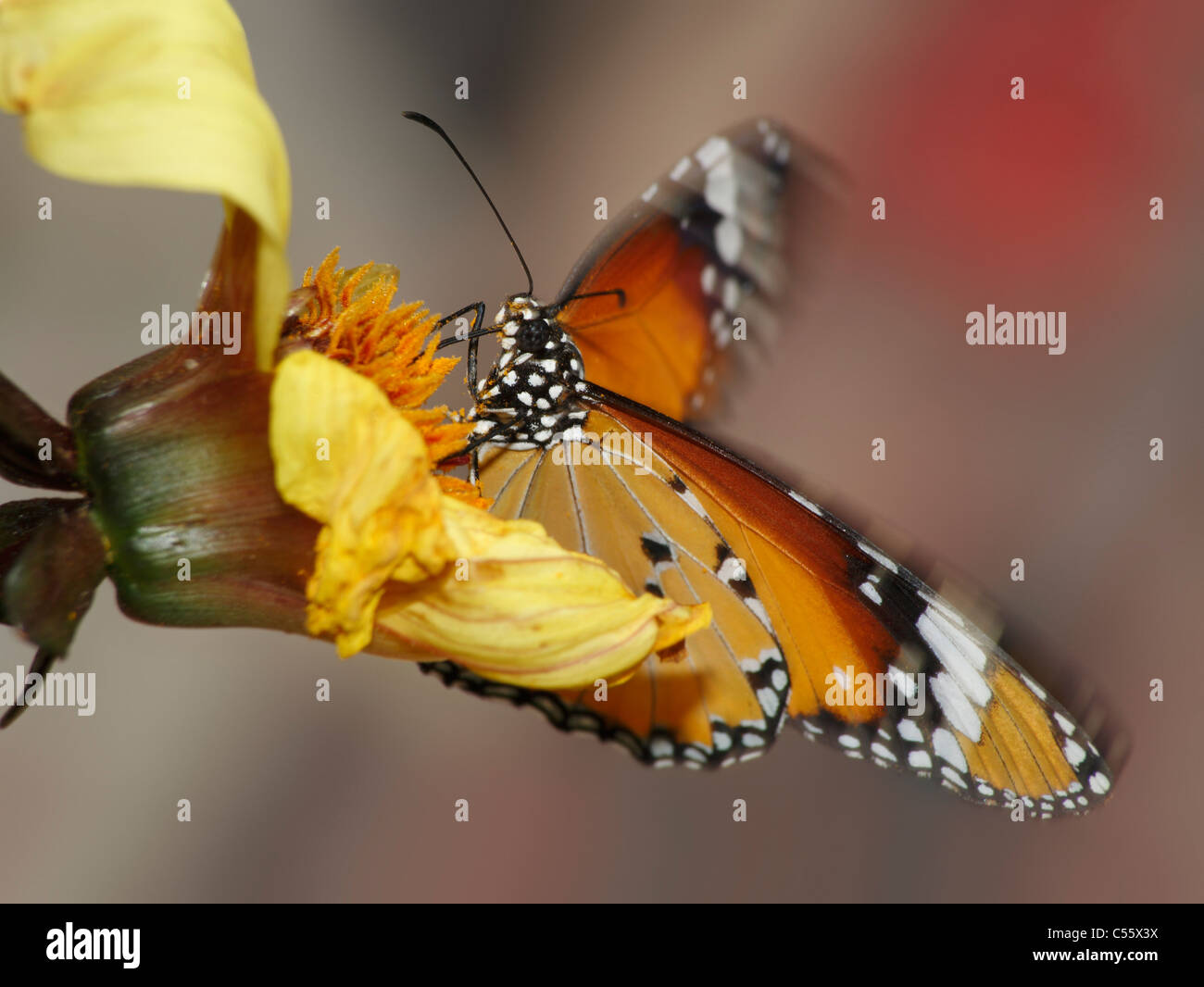 Una mariposa en movimiento, la Llanura del Tigre, Danaus Chrysippus Foto de stock
