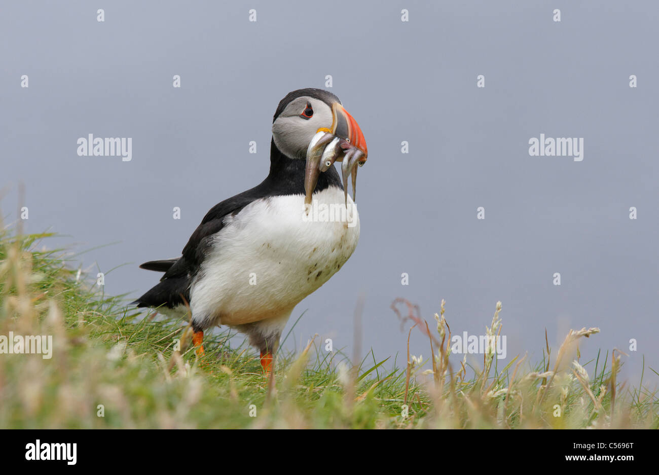 Atlántico, frailecillos Fratercula arctica. Con lanzón en boca. En Lunga en las Islas Treshnish, Escocia, Reino Unido. Foto de stock