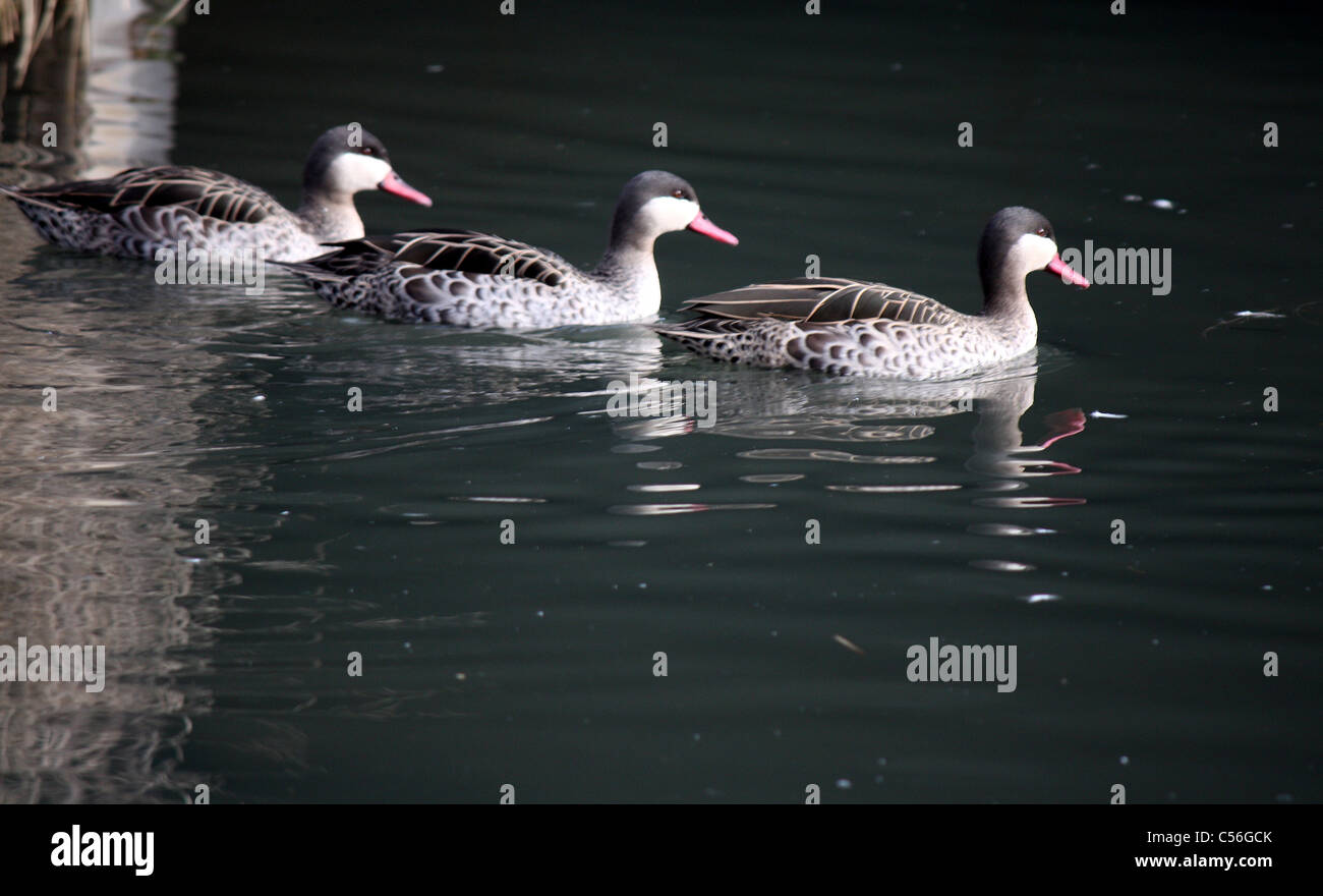 Tres patos en sucesión nadar en el agua a los humedales y Slimbridge Wildlife Center Foto de stock