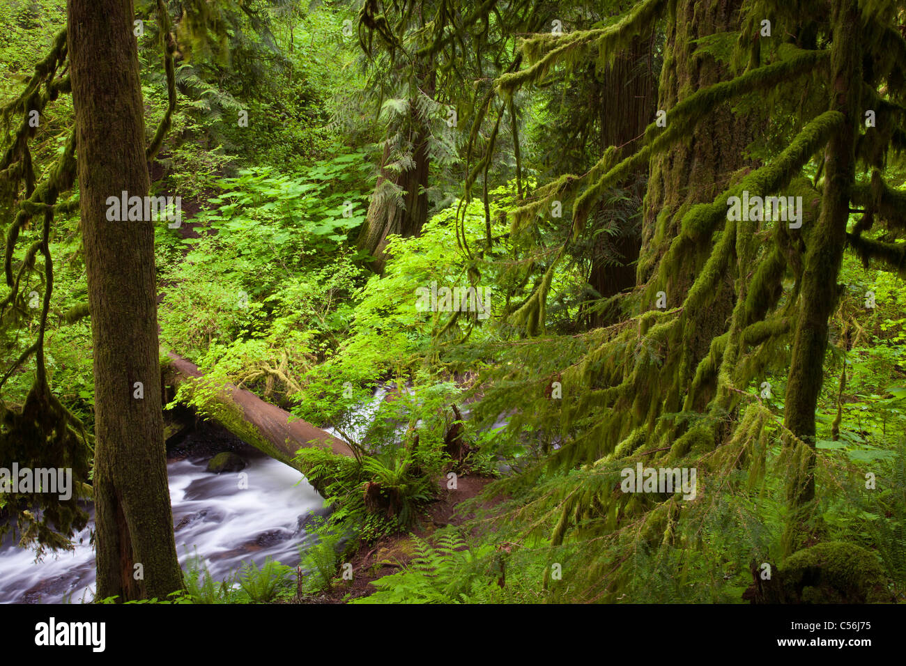 Latourell Creek, Guy W. Talbot State Park, Columbia River Gorge National Scenic Area, Oregón Foto de stock