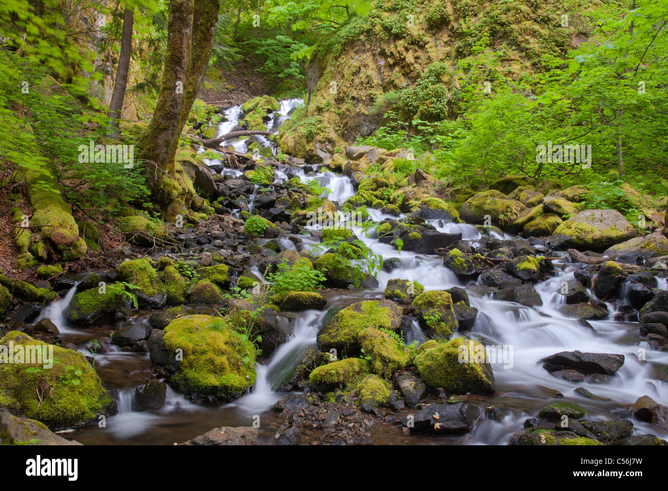 La inanición Creek, la inanición Creek State Park, Columbia River Gorge National Scenic Area, Oregón Foto de stock