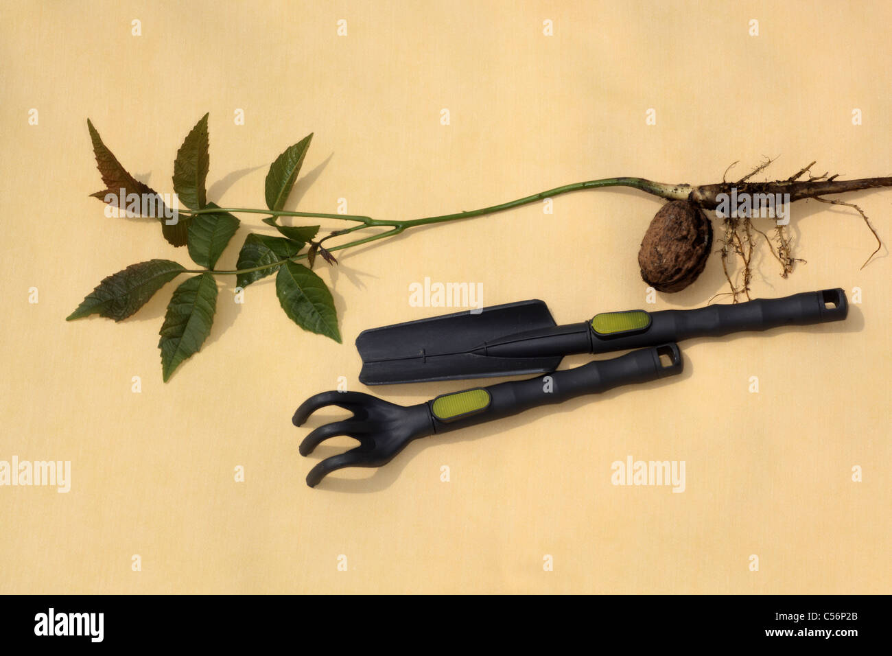 Nogal Juglans regia disparar con raíces y hojas frescas jóvenes sobre fondo  amarillo de juguete para niños jardín herramientas tamaño de comparación  Fotografía de stock - Alamy