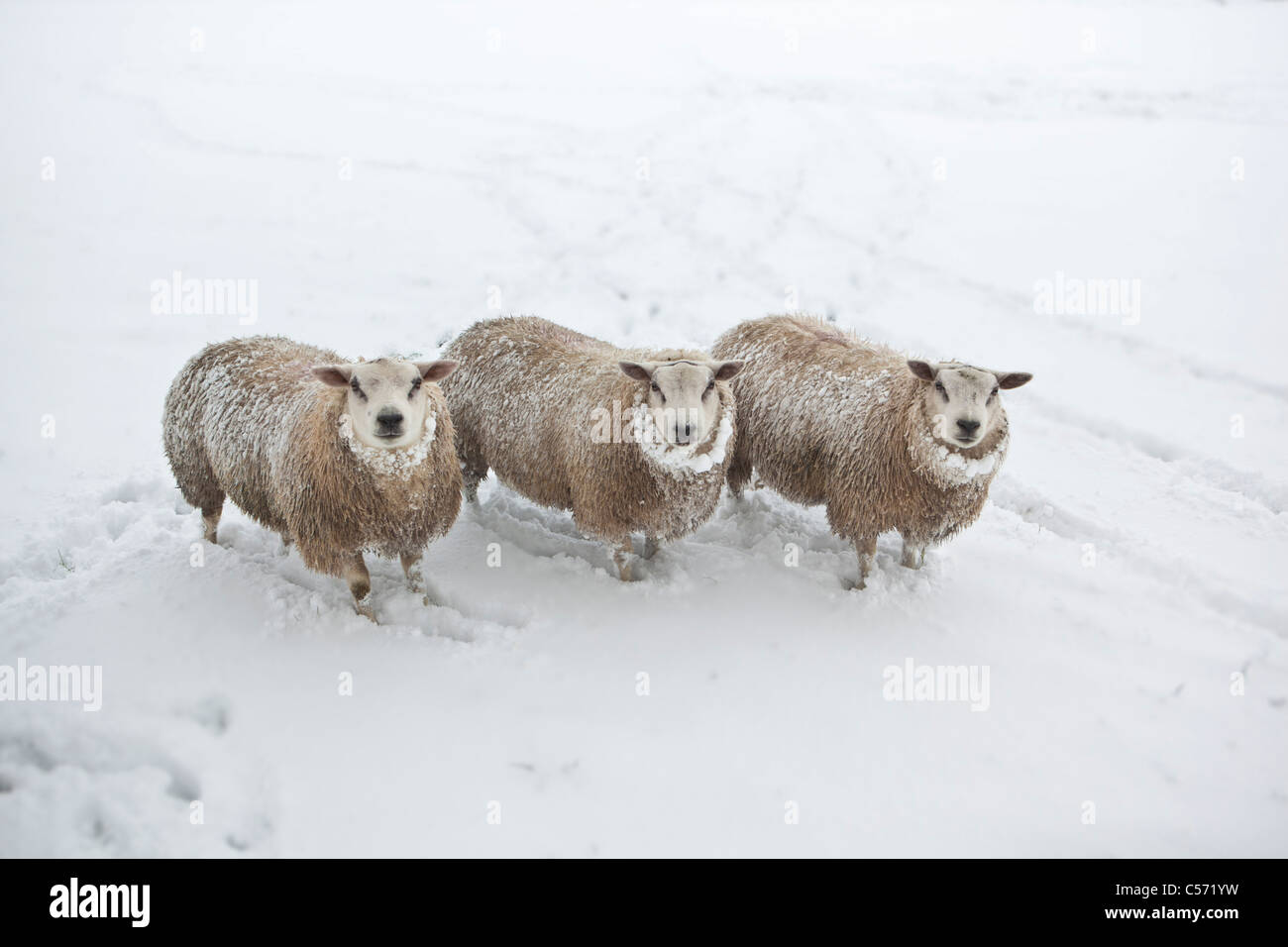 Los Países Bajos, 's-Graveland, Rural Finca llamada Gooilust. En invierno, la nieve. Ovejas. Foto de stock