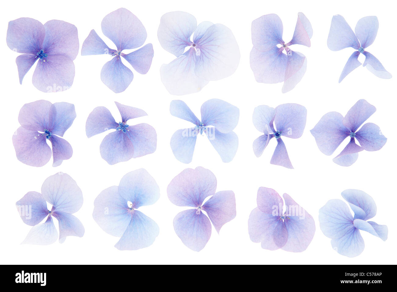 Hydrangea flores aislado en blanco Foto de stock