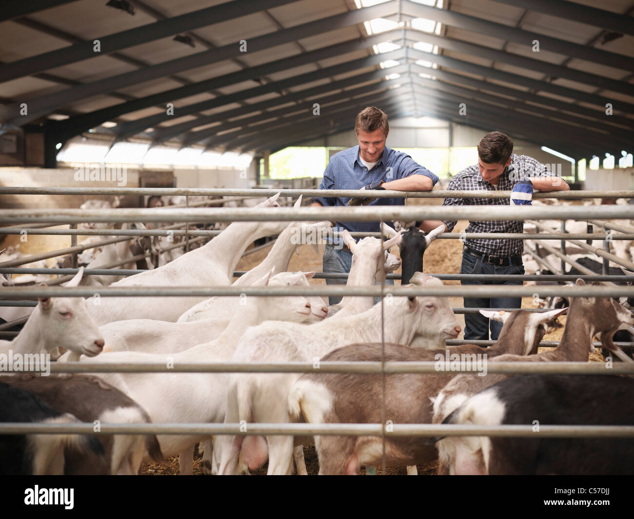 Los trabajadores tienden a las cabras en la granja Foto de stock