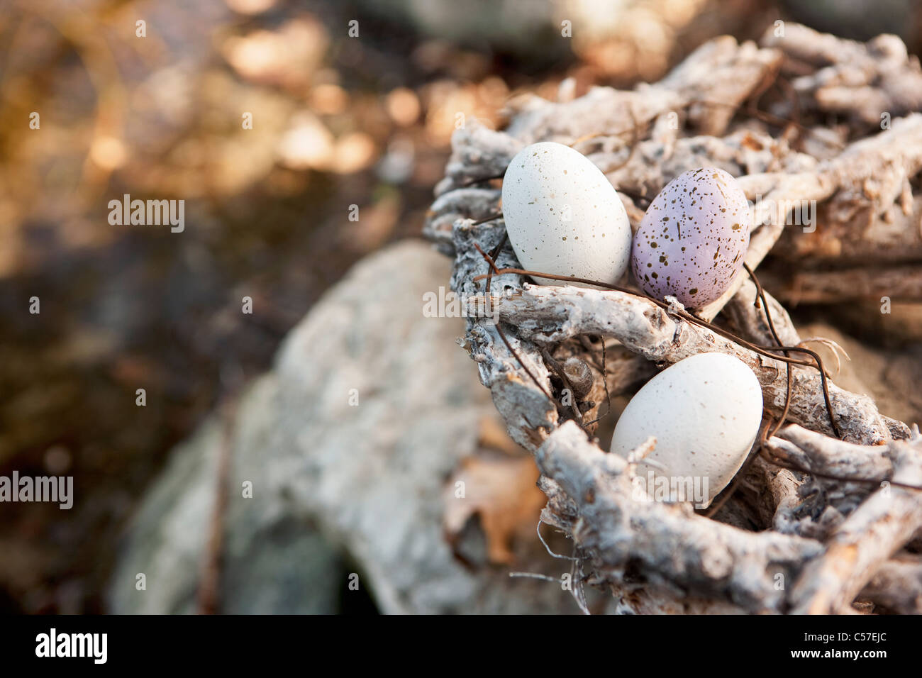 Huevos anidado en ofrenda floral al aire libre Foto de stock