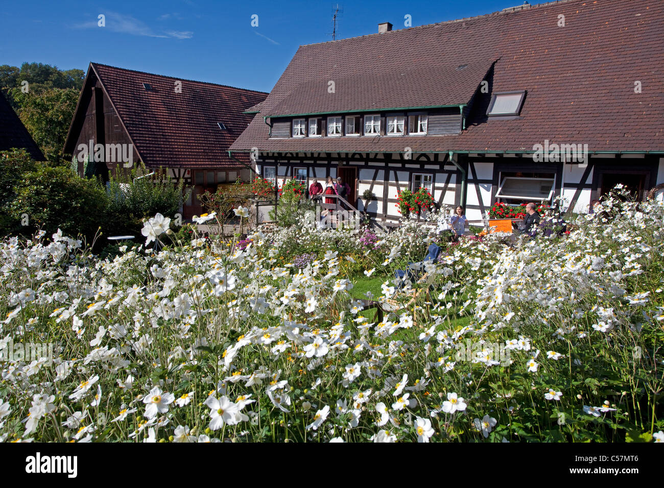 Bauernhaus und Bauerngarten en Sasbachwalden, Herbstanemonen, Anemone altaica,paredes entramadas y jardín de flores, Windflower Foto de stock