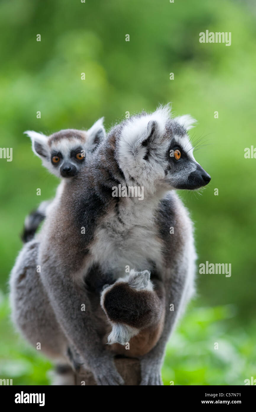 Close-up de un lémur de cola anillada con sus lindos bebés (Lemur catta) Foto de stock