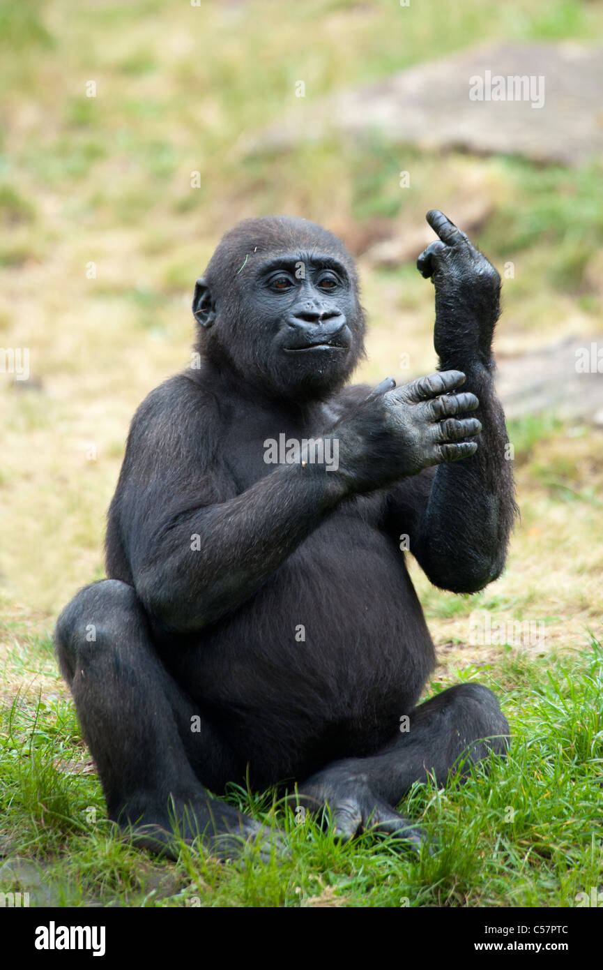 Imagen divertida de un joven gorila sobresale su dedo medio Foto de stock