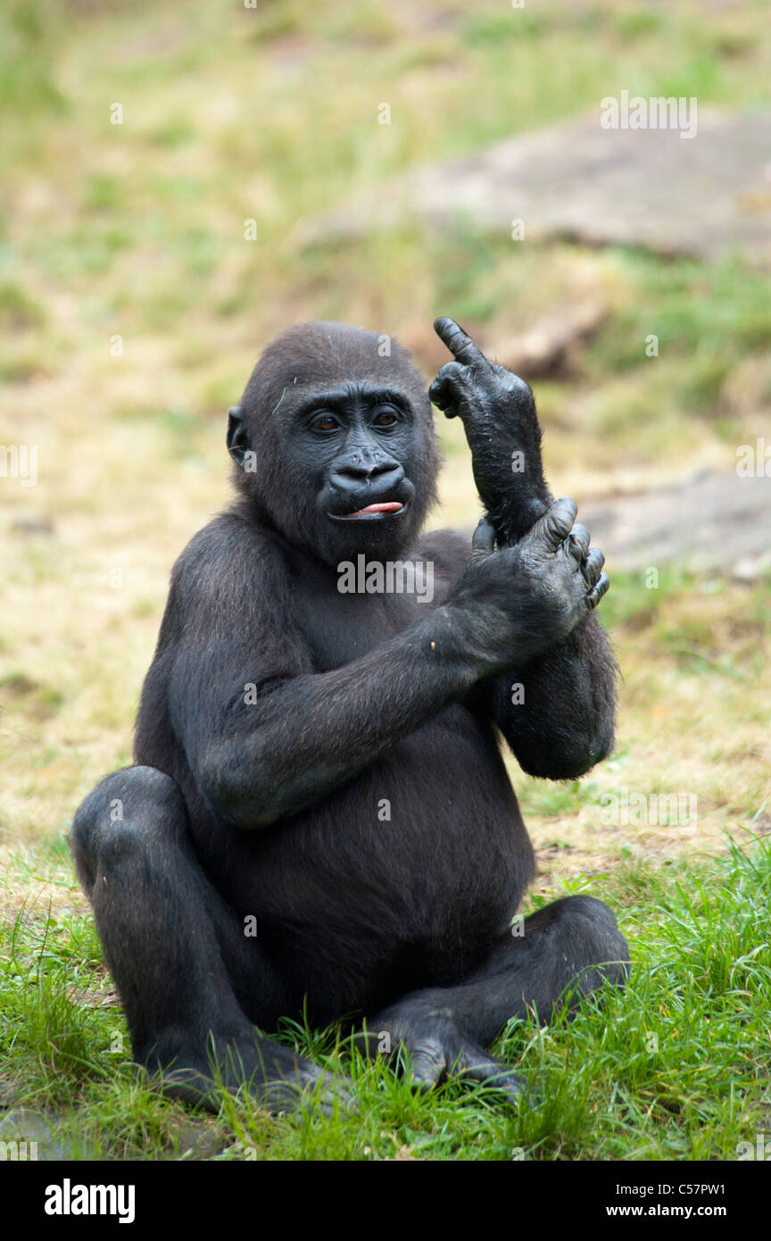 Imagen divertida de un joven gorila sobresale su dedo medio Foto de stock