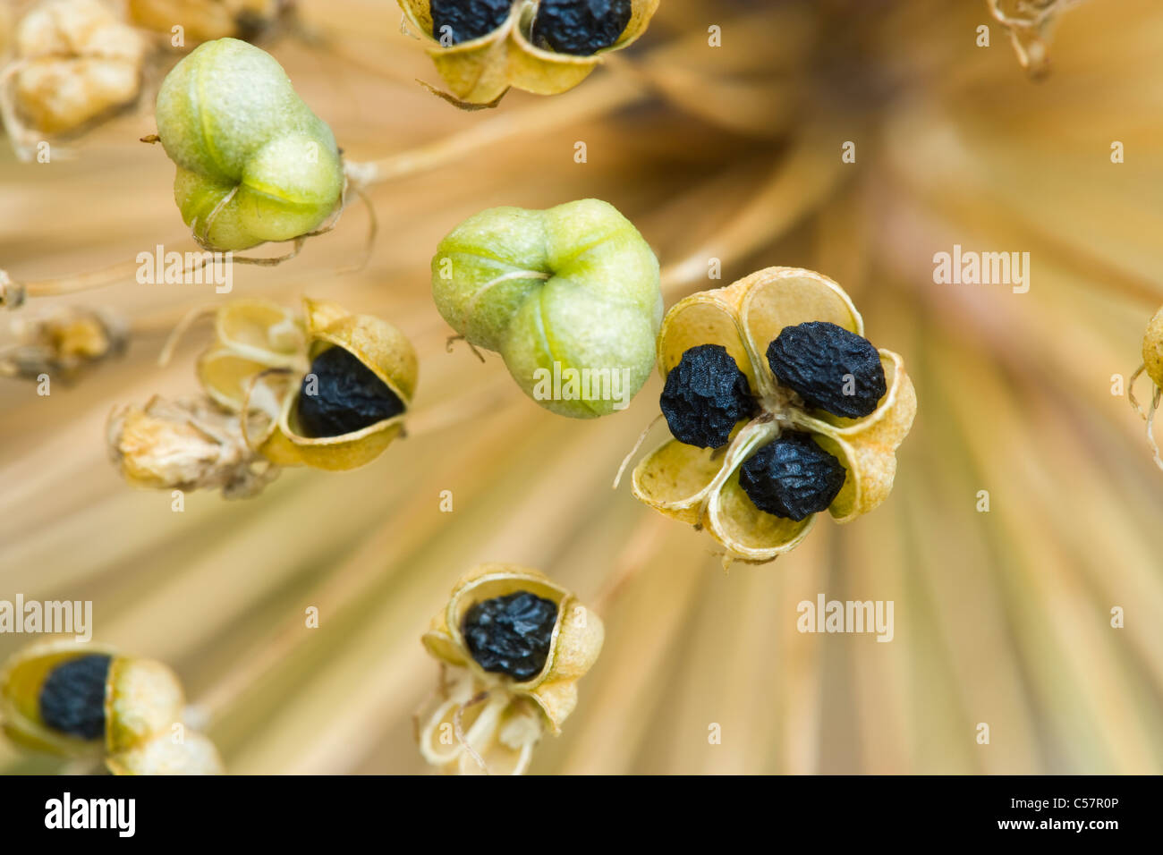 Semillas de Allium (Allium 'Purple Sensation"). Jardín del Reino Unido. Foto de stock