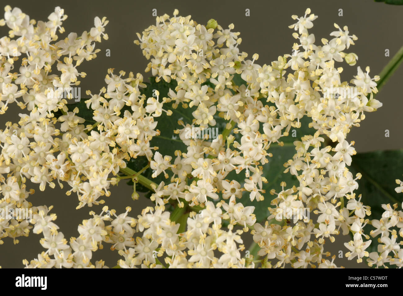 Flor silvestre de saúco (Sambucus nigra) Foto de stock