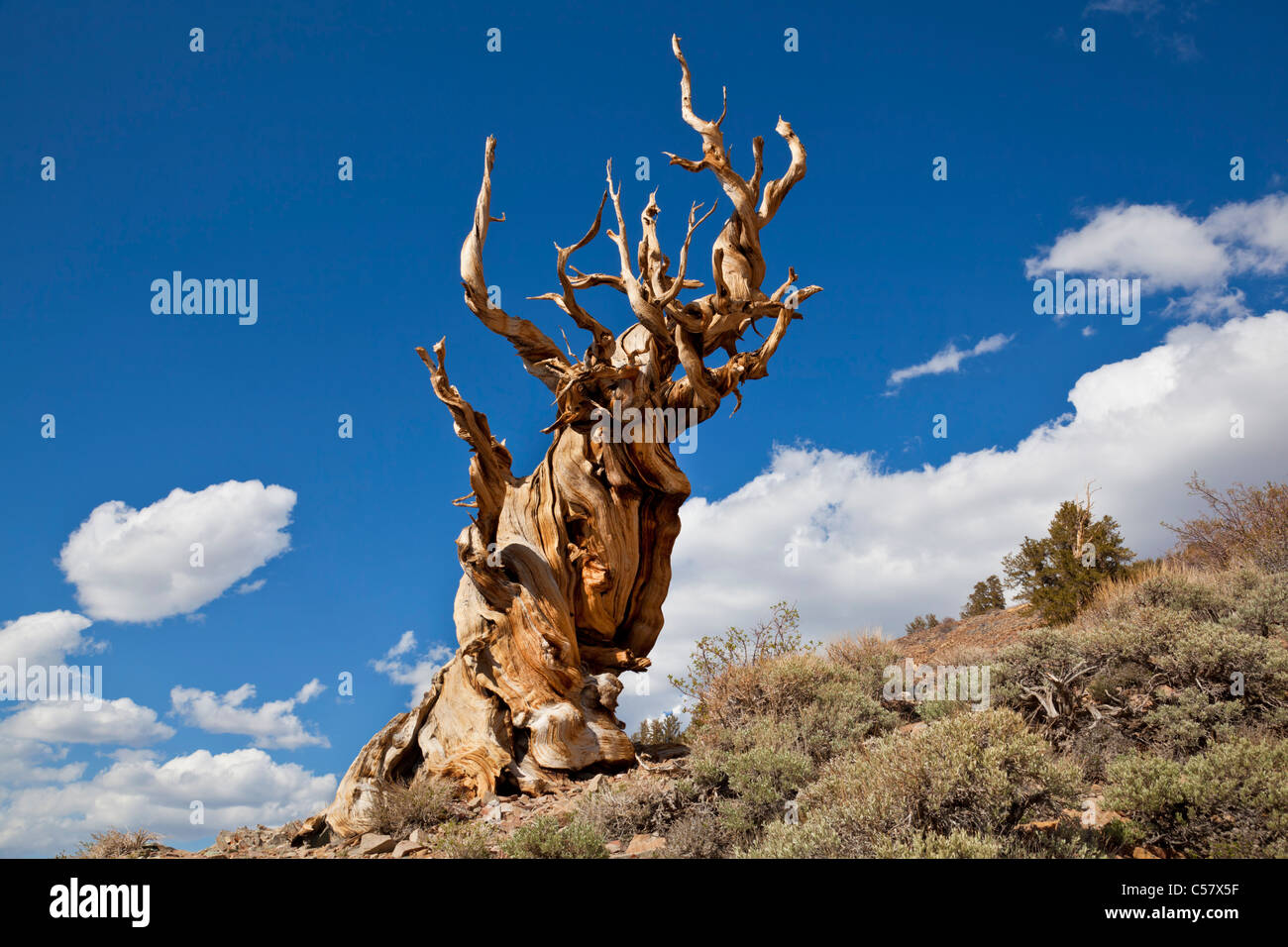 El antiguo bosque de pinos bristlecone Inyo National Forest, California ESTADOS UNIDOS Estados Unidos de América Foto de stock