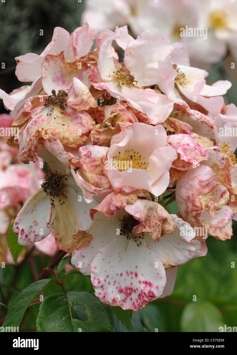 Rosas flores manchada por el moho gris (Botrytis cinerea) después de la lluvia Foto de stock