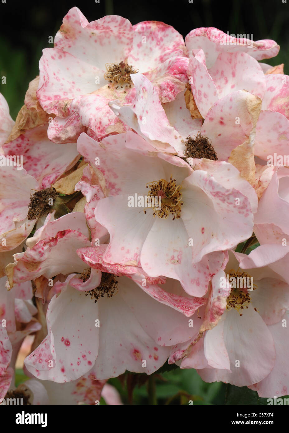 Rosas flores manchada por el moho gris (Botrytis cinerea) después de la lluvia Foto de stock