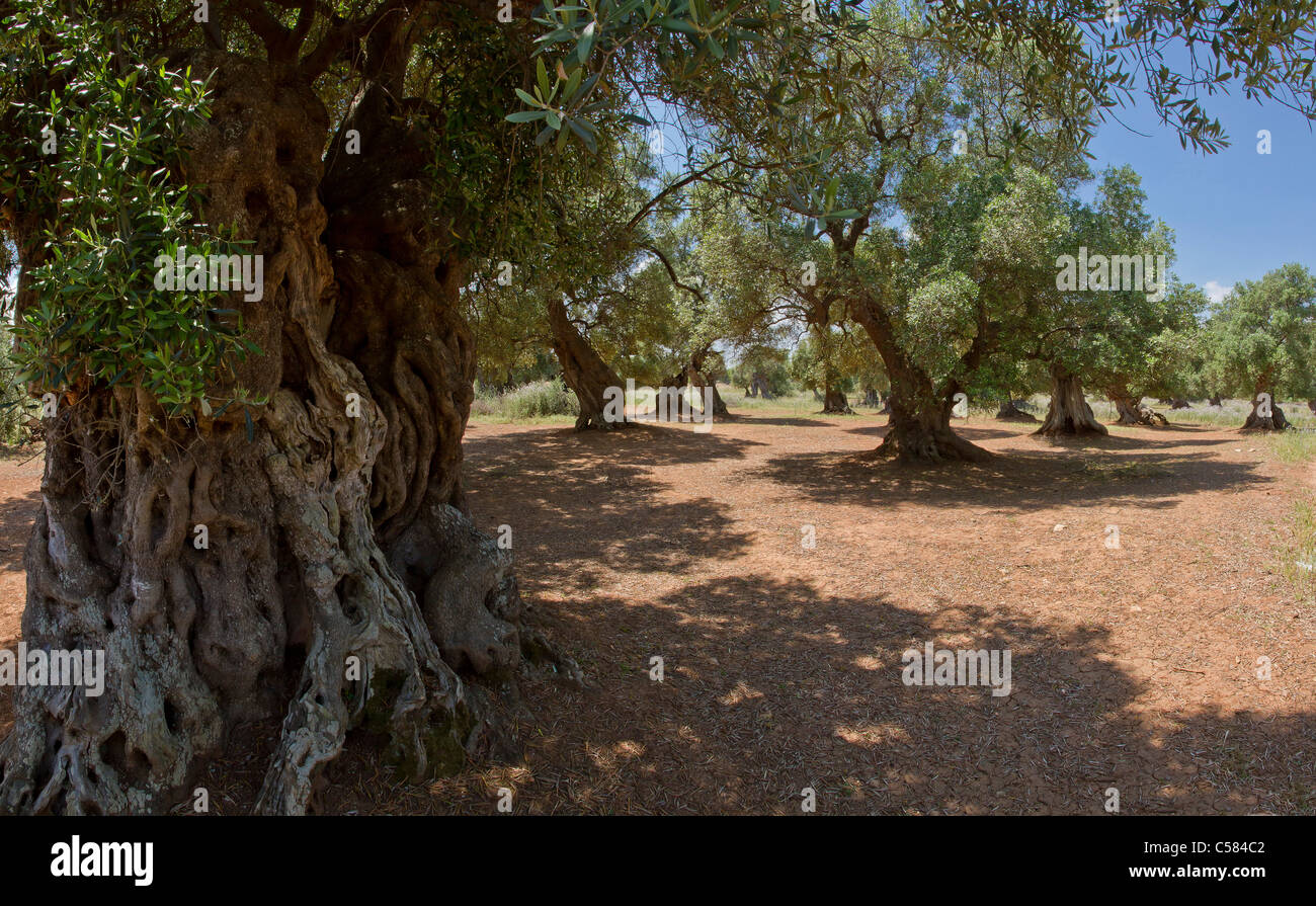 Italia, Europa, olivos, Ostuni, Puglia, paisaje, bosque, madera, árboles, resorte Foto de stock