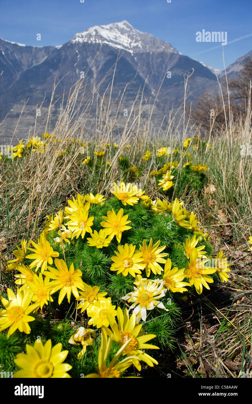 Flores alpinas, montaña, flor de flores, flor, florecer, Charrat, Europa, flora, primavera, amarillo, Adonis vernalis, Grand Chaval Foto de stock