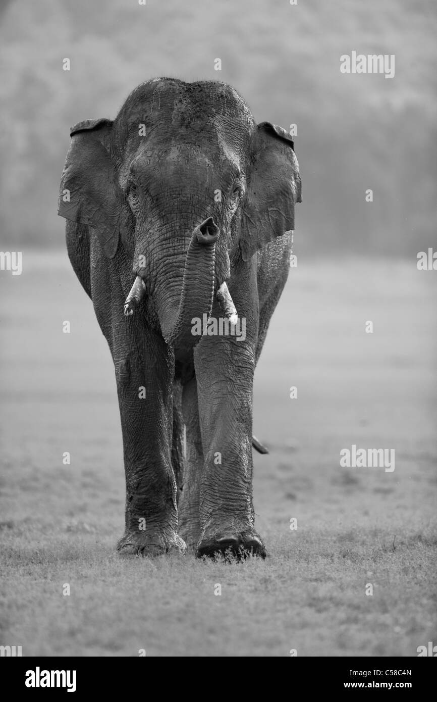 Un Elefante Elefante salvaje acercando hacia una cámara a Jim Corbett, India. [Elephas maximus] Foto de stock