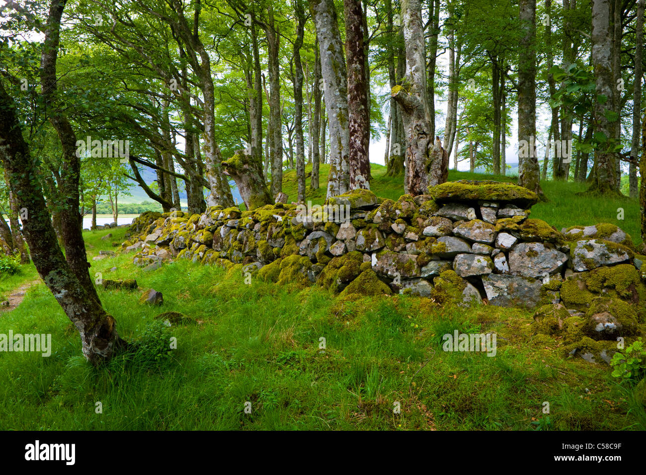 Loch Awe, Gran Bretaña, Escocia, Europa, el mar, la costa, la madera, el bosque, los árboles, la pared, la pared seca, piedras, musgo Foto de stock