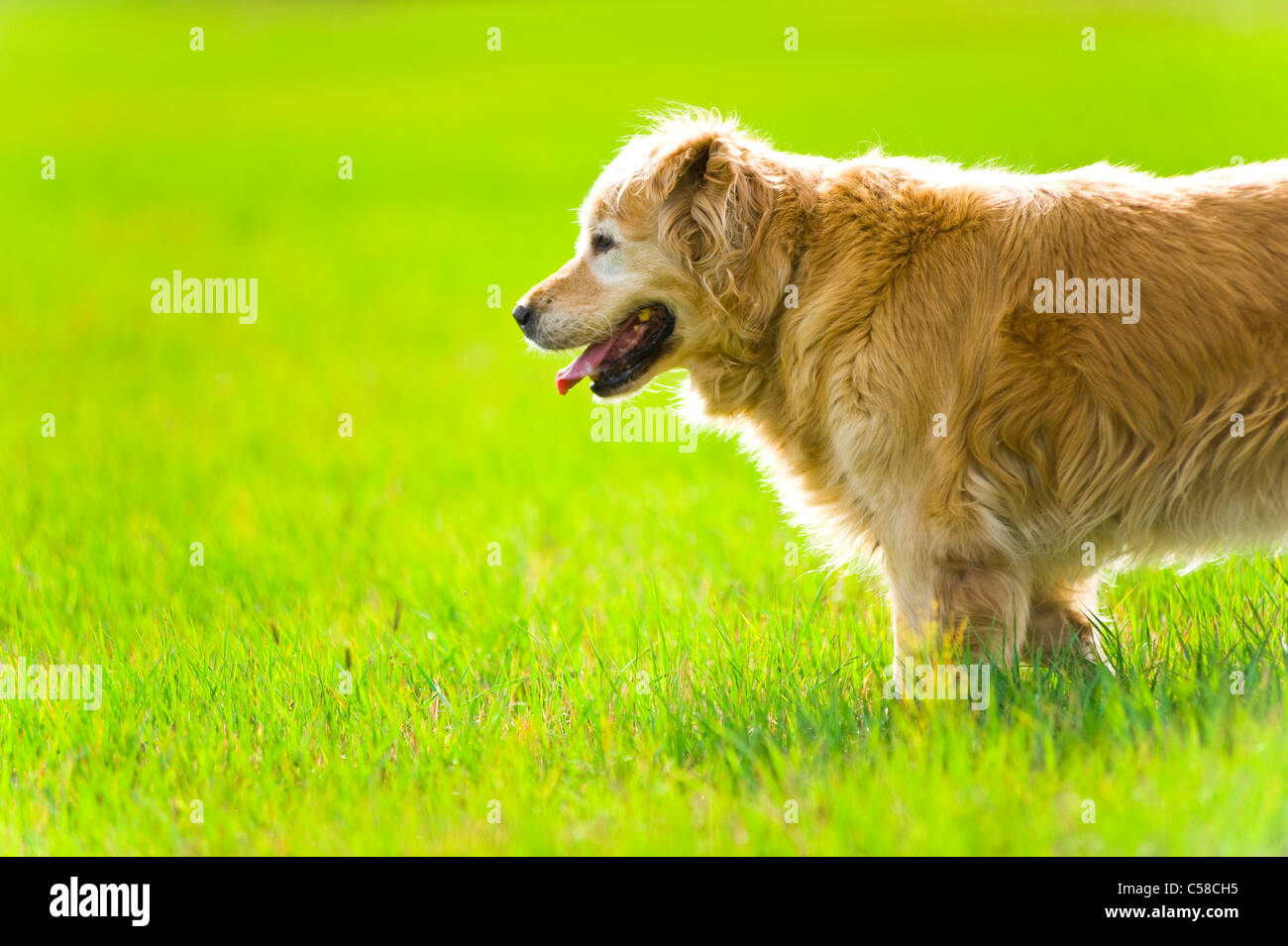 Una hermosa, elegante, viejo, hembra golden retriever de pie en un campo en la noche, la luz del sol Foto de stock