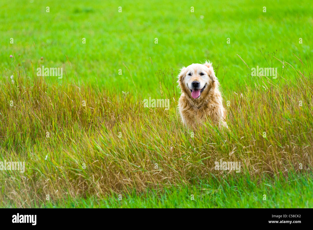 Un hermoso, viejo, hembra golden retriever tomando un descanso, se sentó en un campo mientras dando un paseo por la campiña Foto de stock