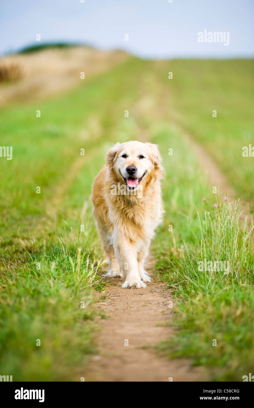 Elegante Golden Retriever hembra antiguo dando un paseo por la Campiña Foto de stock
