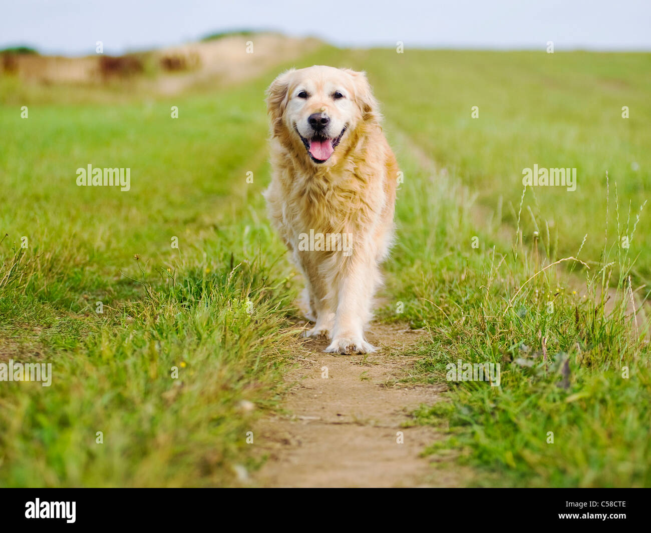 Elegante Golden Retriever hembra antiguo dando un paseo por la Campiña Foto de stock