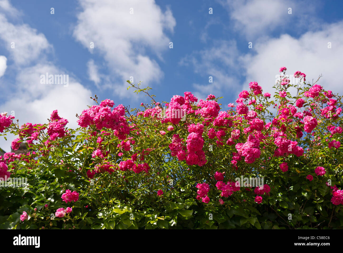 Masa de rambler rosa rosas florecer en Junio Foto de stock