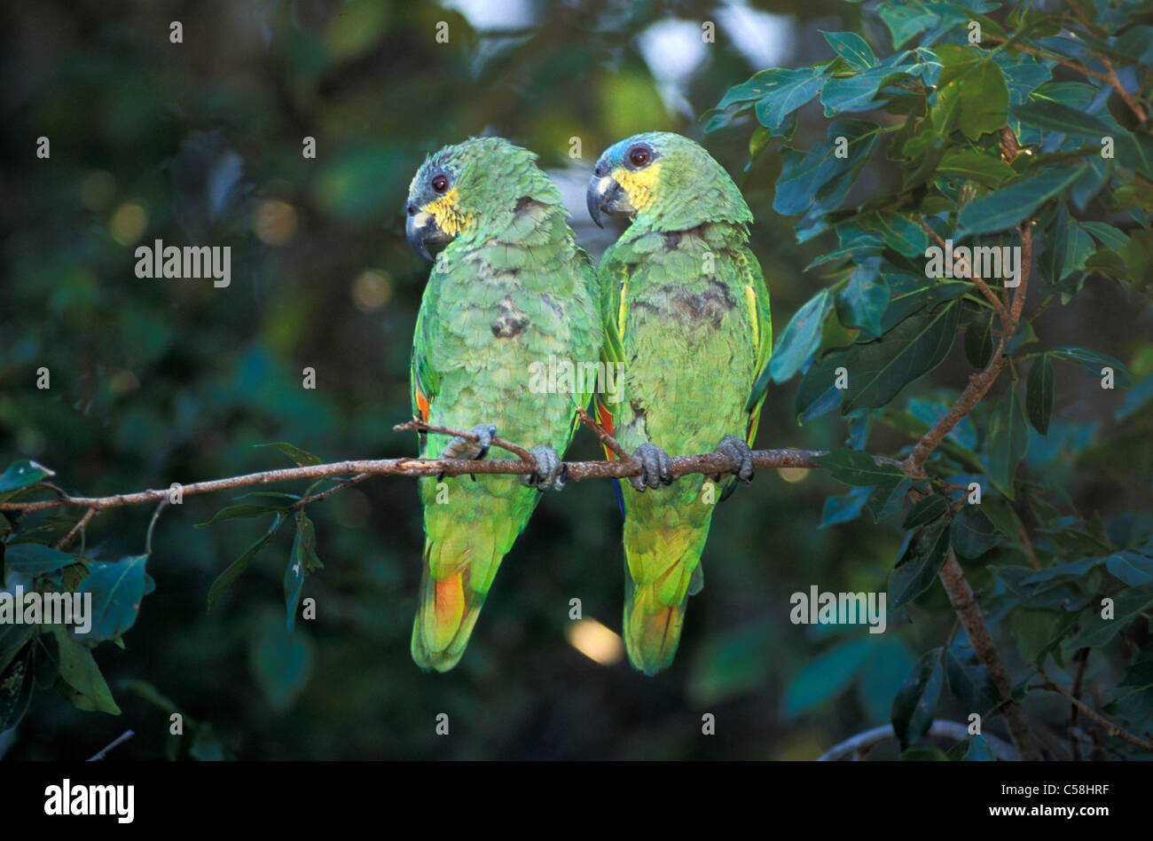 Guacamayos, loros, verde, pájaro, árbol, Amazonia, Brasil, América del Sur, Foto de stock